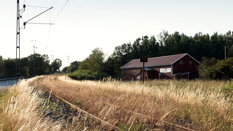 A disused single track rail corridor cutting through woodland, with rails partly overgrown and a level embankment ahead